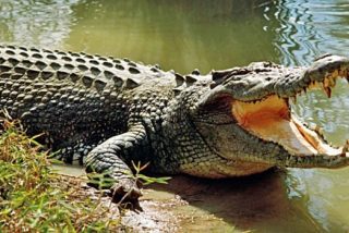 Los caimanes, capaces de regenerar sus colas como los peque&ntilde;os reptiles