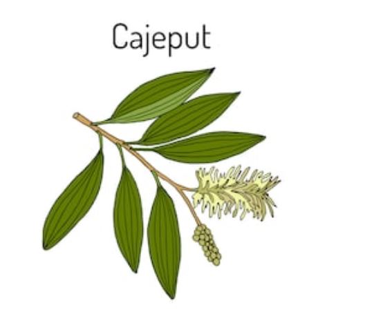 aceite de cajeput