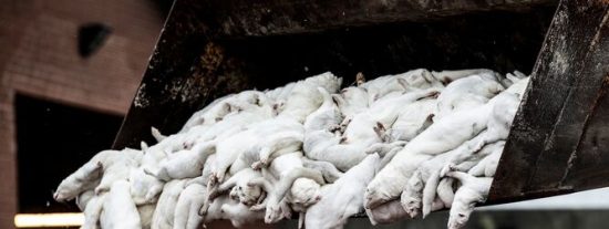 La medida desesperada de Dinamarca para contener el COVID-19: matar a 17 millones de visones