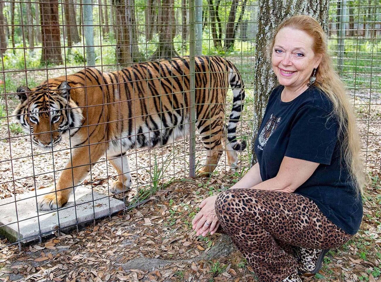Un tigre ataca a una voluntaria del santuario &lsquo;Tiger Kink&rsquo; y casi le arranca el brazo