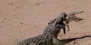 Este es el momento exacto en que un cocodrilo can&iacute;bal devora a un colega m&aacute;s joven