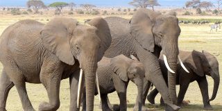 La furia de los elefantes cuando la manada de licaones acecha a sus cr&iacute;as