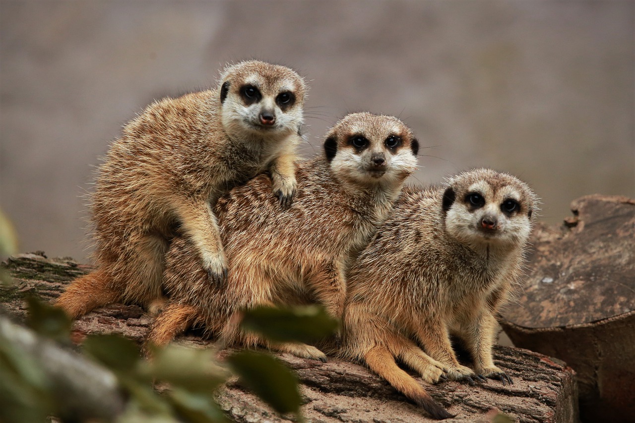 Pronostico del Tiempo: heladas y un frío pelón este 3 de diciembre de 2020