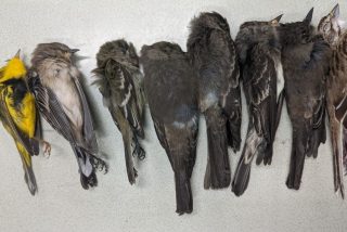 Resuelven el misterio de la muerte masiva de p&aacute;jaros en el sur de EEUU