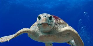 Los pescadores ayudan a la tortuga a escapar de las fauces del tibur&oacute;n y el video se vuelve viral