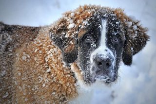 Un genoma que impide ladrar a los perros ofrece pistas de la evoluci&oacute;n de los canes