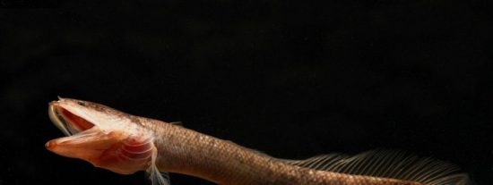 El &lsquo;pez Gollum&rsquo;, un f&oacute;sil viviente con cabeza de serpiente prehist&oacute;rica
