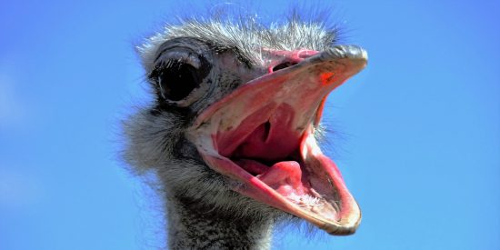 El Gobierno Avestruz: S&aacute;nchez y sus ministros se esconden otra vez