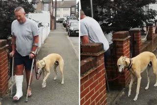 'Bill' el perro emp&aacute;tico que cojea desde que escayolaron la pierna a su due&ntilde;o