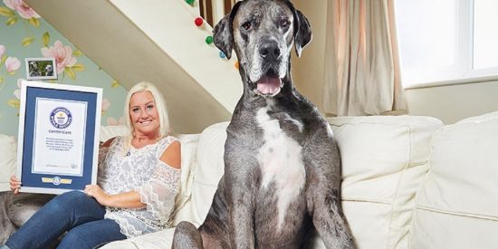 Ha muerto 'Freddy', el perro m&aacute;s alto del mundo