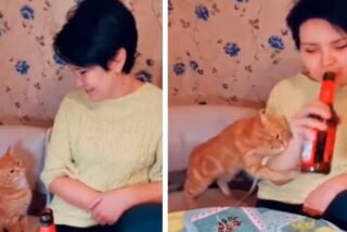 Esta gata se vuelve viral por impedir con ferocidad felina que su dueña beba cerveza