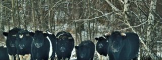 Las vacas abandonadas en Chernóbil se organizan, reproducen y actúan como animales salvajes