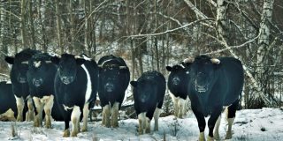 Las vacas abandonadas en Chern&oacute;bil se organizan, reproducen y act&uacute;an como animales salvajes