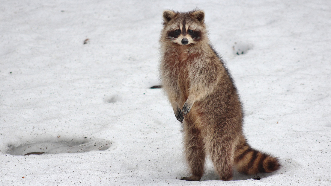 Rescatan a este mapache atascado en un lago congelado y el desagradecido se l&iacute;a a mordiscos