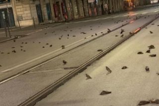 Las calles de Roma aparecen sembradas de p&aacute;jaros muertos por los fuegos artificiales de Nochevieja