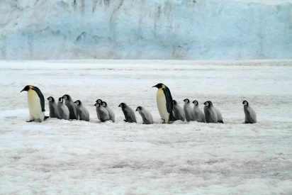 La t&eacute;cnica del ping&uuml;ino y lo que tardar&aacute;n en derretirse la nieve y el hielo