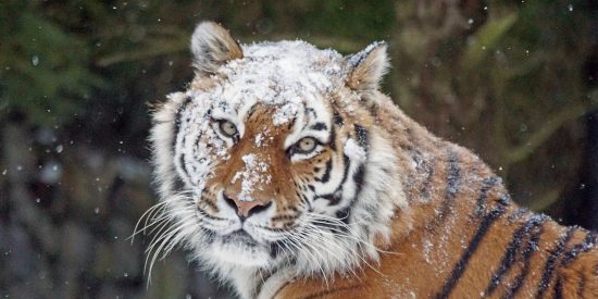 Pron&oacute;stico del Tiempo: el fr&iacute;o no da tregua y hay alerta por temperaturas g&eacute;lidas este 13 de enero de 2021