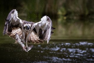 Se lanza al mar y salva a un &aacute;guila pescadora de morir enredada en un sedal