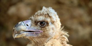 Pron&oacute;stico del Tiempo: la borrasca 'Hortense' pone en alerta a la Pen&iacute;nsula Ib&eacute;rica este 23 de enero de 2021