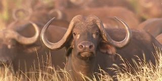 La manada de b&uacute;falos carga en masa contra el leopardo para salvar a una de sus cr&iacute;as