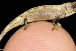 Un camale&oacute;n de Madagascar podr&aacute; ser el reptil m&aacute;s peque&ntilde;o del mundo