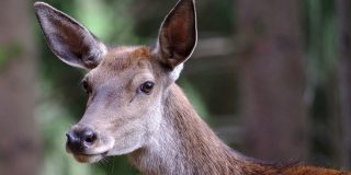 &iquest;Eres capaz de adivinar d&oacute;nde se ha metido el ciervo?