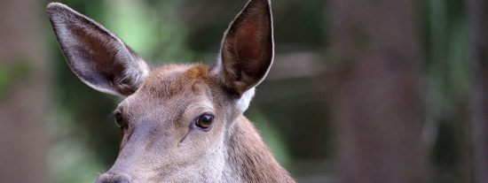 &iquest;Eres capaz de adivinar d&oacute;nde se ha metido el ciervo?