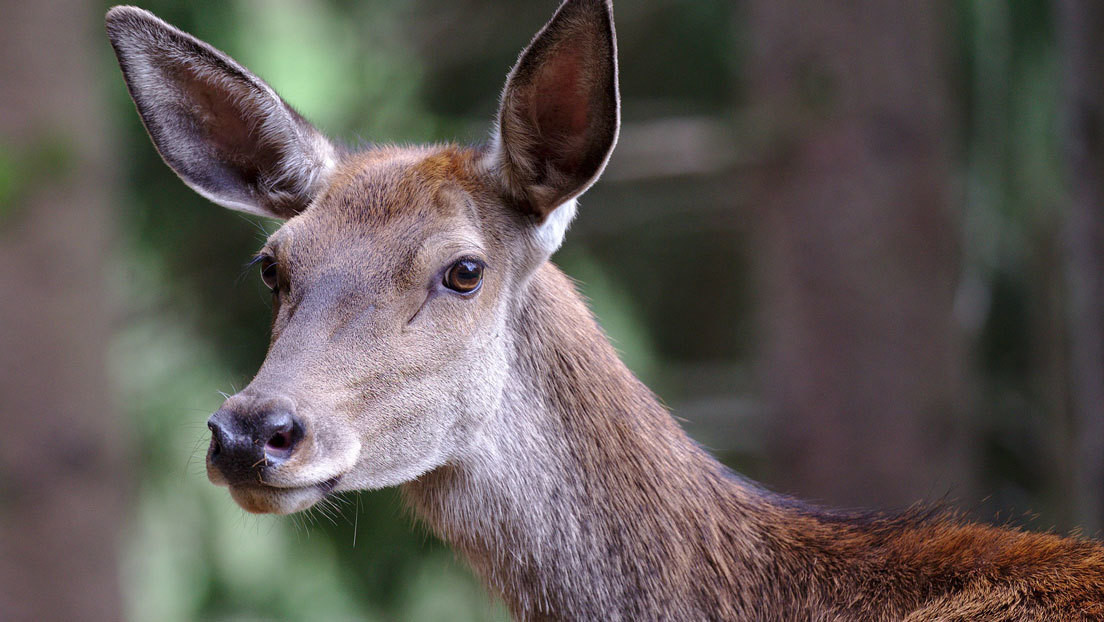 &iquest;Eres capaz de adivinar d&oacute;nde se ha metido el ciervo?