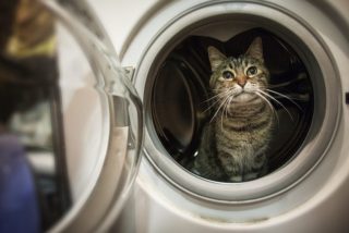 Condenan a 6 meses de c&aacute;rcel a la chica de Ciudad Real que mat&oacute; al gato 'centrifug&aacute;ndolo' en la lavadora