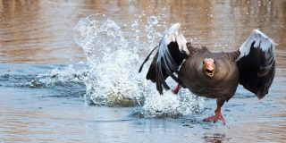 Rafael L&oacute;pez Charques: "De oca a oca"