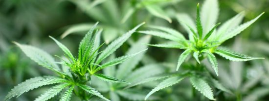 Cogollos de marihuana CBD impulsan el marketing moderno