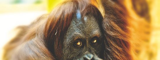 Chistes: el de la cama de agua y unos cuantos sobre sobre el sexo en el matrimonio