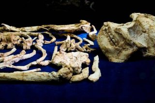 El f&oacute;sil 'Little Foot' desvela un ancestro humano enganchado a los &aacute;rboles