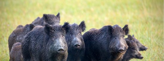 La piara de jabal&iacute;es acorrala a la se&ntilde;ora y le 'roba' las compras del supermercado