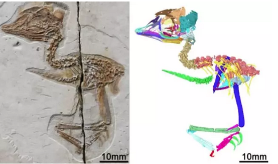 El extra&ntilde;o f&oacute;sil encontrado en China: un diminuto p&aacute;jaro con el cr&aacute;neo de un T-Rex
