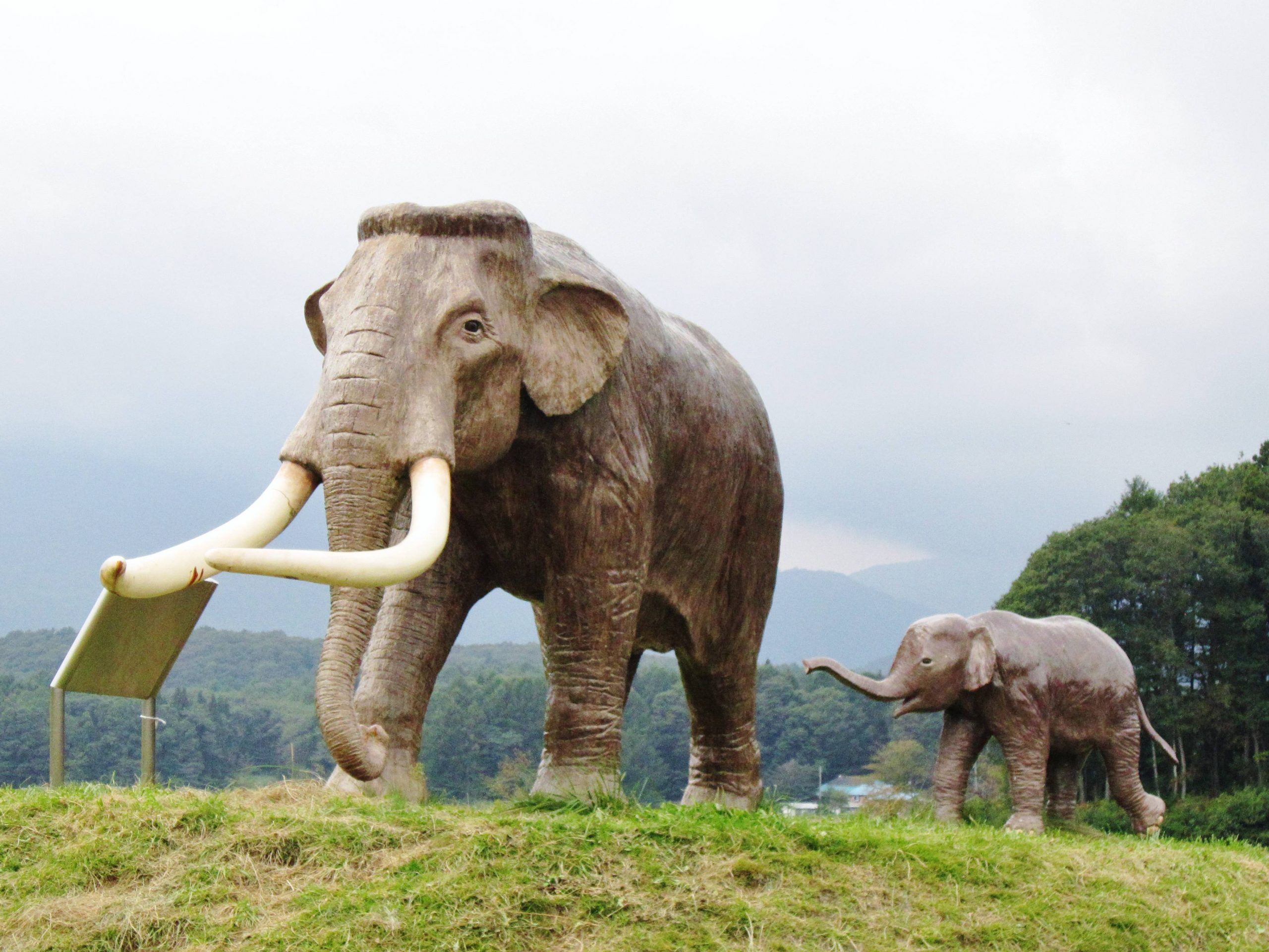 As&iacute; fue la extra&ntilde;a evoluci&oacute;n al enanismo de un mam&iacute;fero gigante