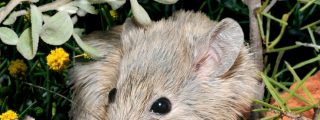Un rat&oacute;n extinto hace 150 a&ntilde;os 'resucita' inexplicablemente