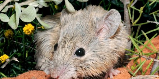 Un rat&oacute;n extinto hace 150 a&ntilde;os 'resucita' inexplicablemente