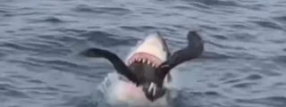 El escalofriante instante en el que el tibur&oacute;n caza al gran petrel