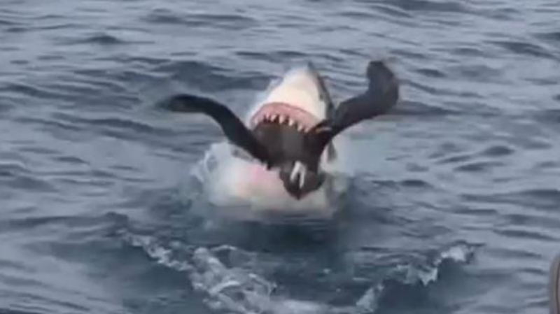 El escalofriante instante en el que el tibur&oacute;n caza al gran petrel