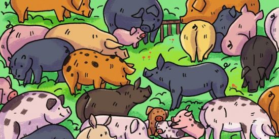 Reto Viral: en 10 segundos: encuentra al hipop&oacute;tamo entre los cerditos