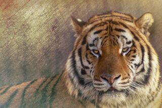 Un tigre siberiano ‘se merienda’ a un empleado de un parque natural