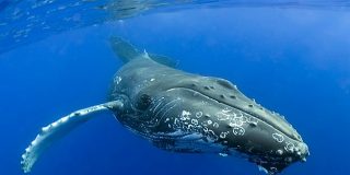 Las ballenas del Atl&aacute;ntico Norte nacen cada vez m&aacute;s peque&ntilde;as