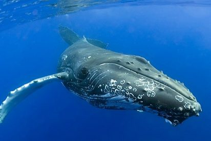 Las ballenas del Atl&aacute;ntico Norte nacen cada vez m&aacute;s peque&ntilde;as