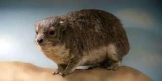 Una nueva especie de mam&iacute;fero, descubierta en &Aacute;frica por su peculiar ladrido