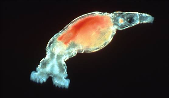 Este raro animal resucita tras 24.000 a&ntilde;os congelado