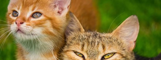 El gato con botas y pelotas se enfrenta a la cobra y salva a su due&ntilde;o