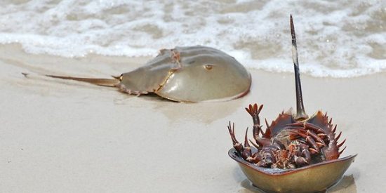 El cerebro de un cangrejo de 310 millones de a&ntilde;os, moldeado por un mineral