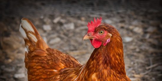 Parece una pel&iacute;cula de dibujos animados: la cabra y el pollo salvan a su amiga gallina de las garras del halc&oacute;n