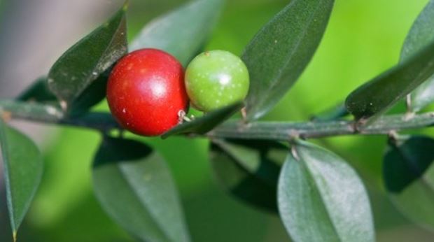 efectos secundarios del rusco